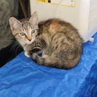 Photo of Calla  ** 2nd Chance Cat Rescue**