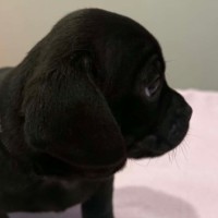 Photo of Jett