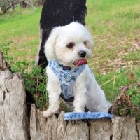 Photo of Daisy