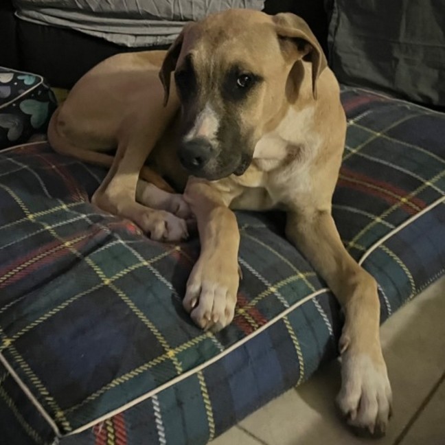 Photo of Rocco 