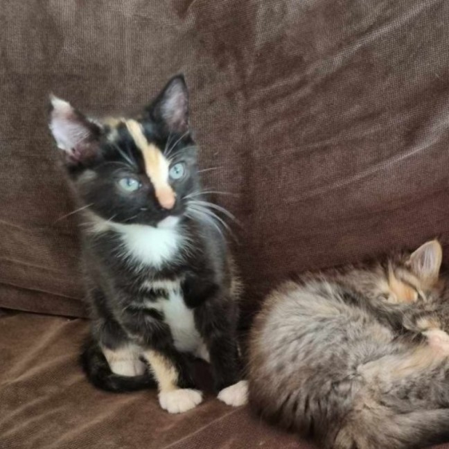 Photo of Princess ** 2nd Chance Cat Rescue**