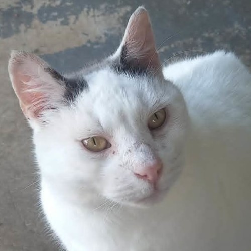 Skittles - Domestic Short Hair (DSH) Cat