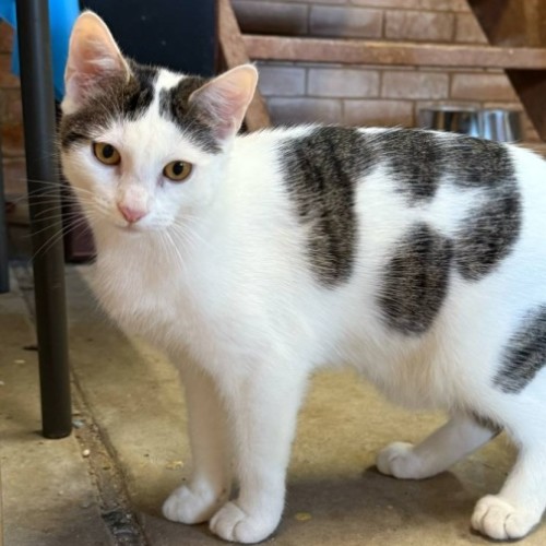 Roxy - Domestic Short Hair (DSH) Cat