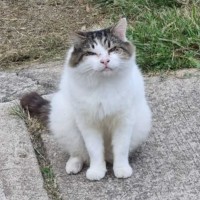 Photo of Aldo ** Needs A New Beginning **