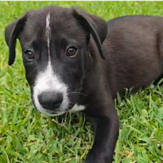 Photo of Domino