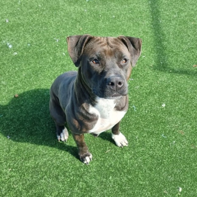 Photo of Lilo Imp 1618