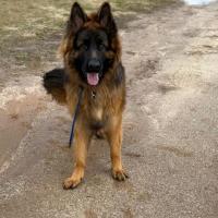 Photo of Koda