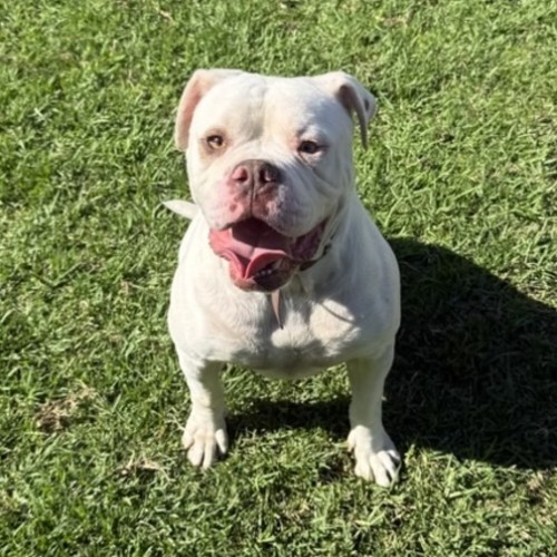 Jax - Australian Bulldog