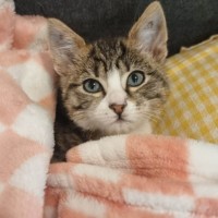 Photo of Taffy   On Display At Vets On Parker 