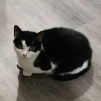 Photo of Batty**2nd Chance Cat Rescue**