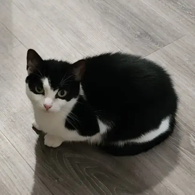 Photo of Batty**2nd Chance Cat Rescue**