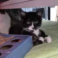 Photo of Bubba ** 2nd Chance Cat Rescue**