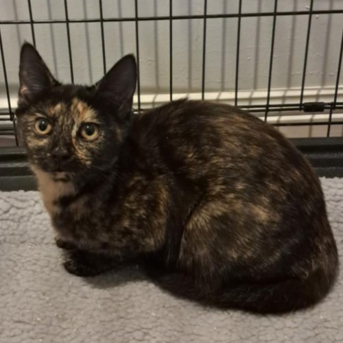 Millie - Domestic Short Hair (DSH) Cat