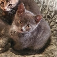 Photo of Primrose ** 2nd Chance Cát Rescue**