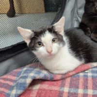 Photo of Kiah ** 2nd Chance Cat Rescue**