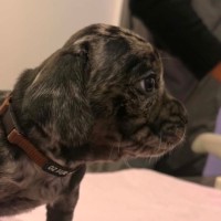 Photo of Onyx