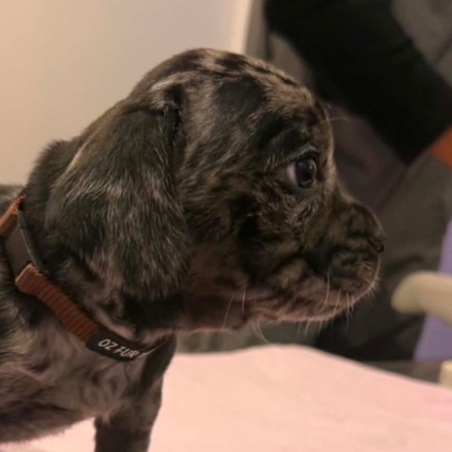 Photo of Onyx