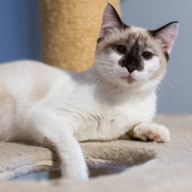 Photo of Willow 😻🌈