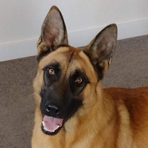 Prince - German Shepherd Dog