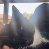 Photo of Bandit