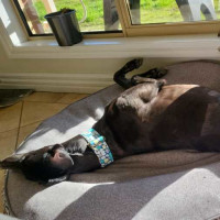 Photo of Scooby, The Greyhound