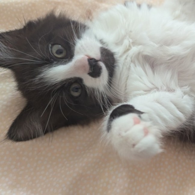 Photo of Fred Astaire