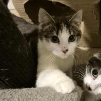 Photo of Rafael Nadal **2nd Chance Cat Rescue**