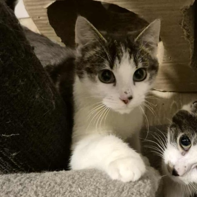 Photo of Rafael Nadal **2nd Chance Cat Rescue**