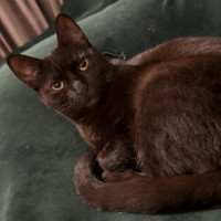 Photo of Boop