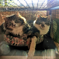 Photo of Muhma ( & Pumpkin) 2nd Chance Cat Rescue**