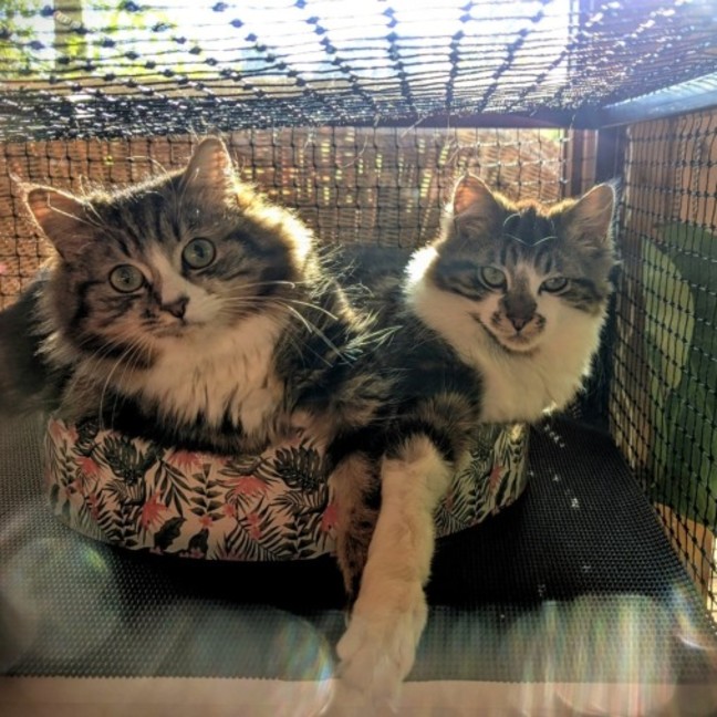 Photo of Muhma ( & Pumpkin) 2nd Chance Cat Rescue**