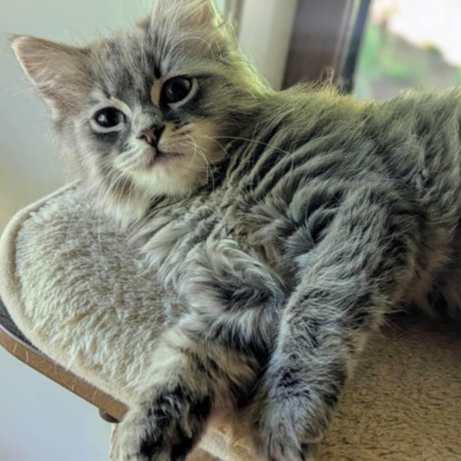 Photo of Stella **2nd Chance Cat Rescue**