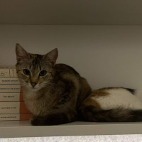 Photo of Pixie & Phoenix 