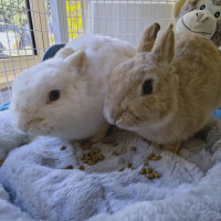 Photo of Mocha & Latte