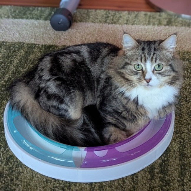 Photo of Muhma ( & Pumpkin) 2nd Chance Cat Rescue**