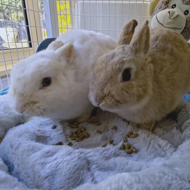 Photo of Mocha & Latte