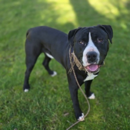 Cricket  - American Staffordshire Terrier Dog