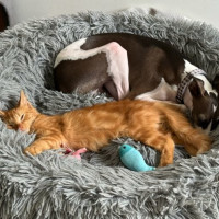 Photo of Ginger (Ginny) 