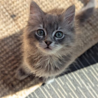 Photo of Stella **2nd Chance Cat Rescue**