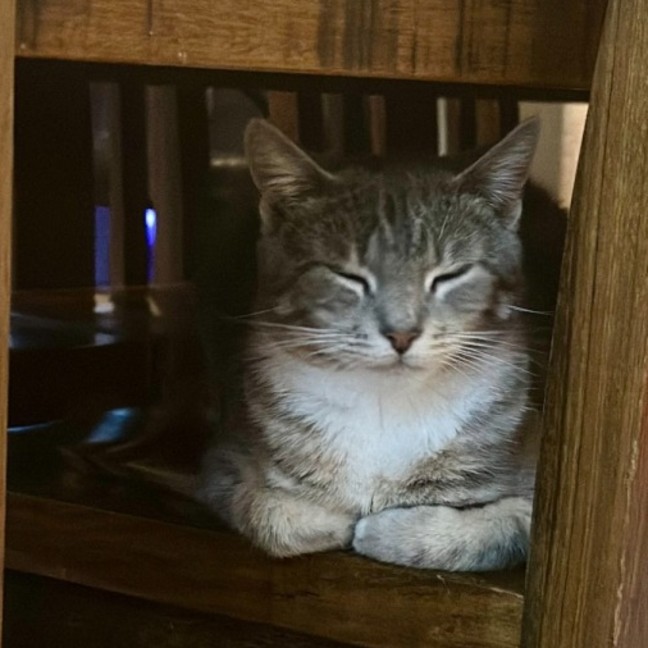 Photo of Della **2nd Chance Cat Rescue**