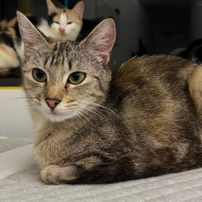 Photo of Pixie & Phoenix 