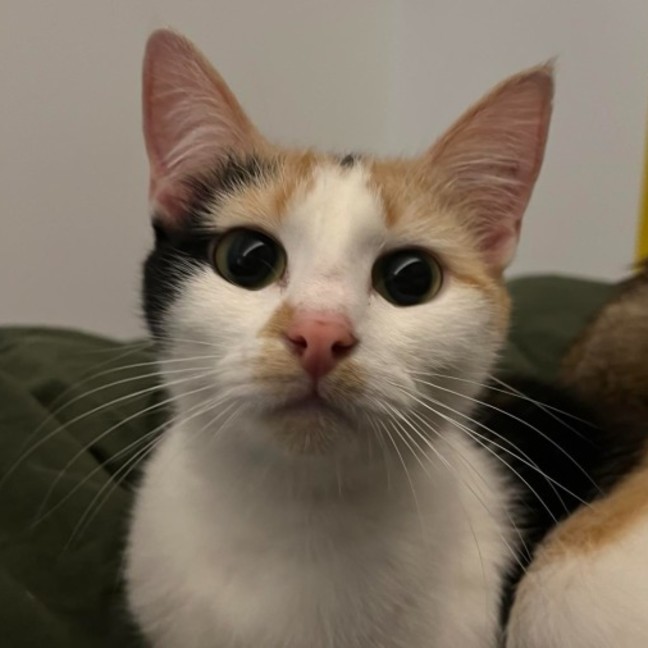 Photo of Pixie & Phoenix 