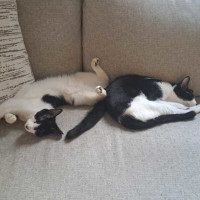 Photo of Rocky Road & Oreo