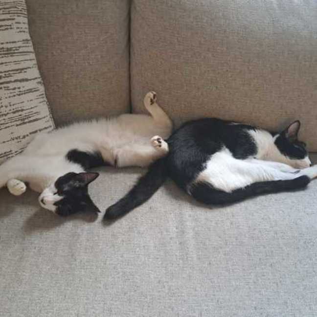 Photo of Rocky Road & Oreo