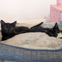 Photo of Nemo (With Kiki)