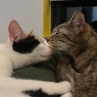 Photo of Pixie & Phoenix 