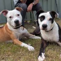 Photo of Chief & Patch