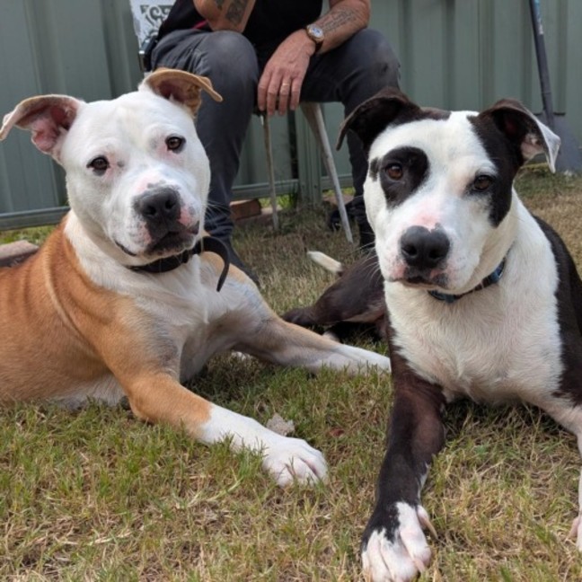 Photo of Chief & Patch