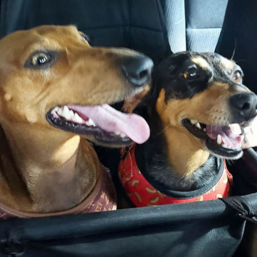 Zoey and Ziggy - Dachshund (Miniature Smooth Haired) Dog