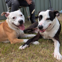 Photo of Patch & Chief